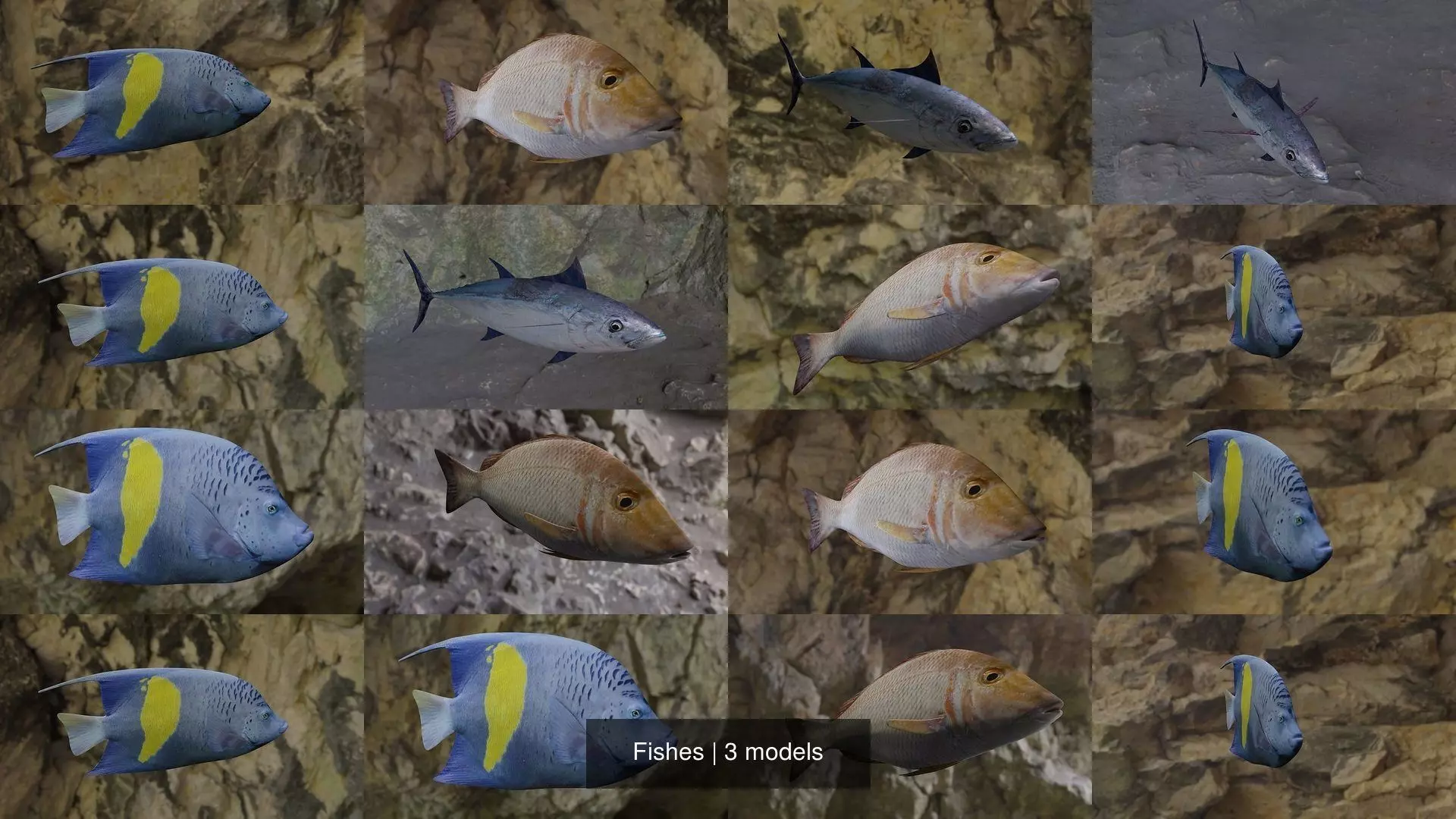Fishes fish in virtual world 3D Model Collection_1