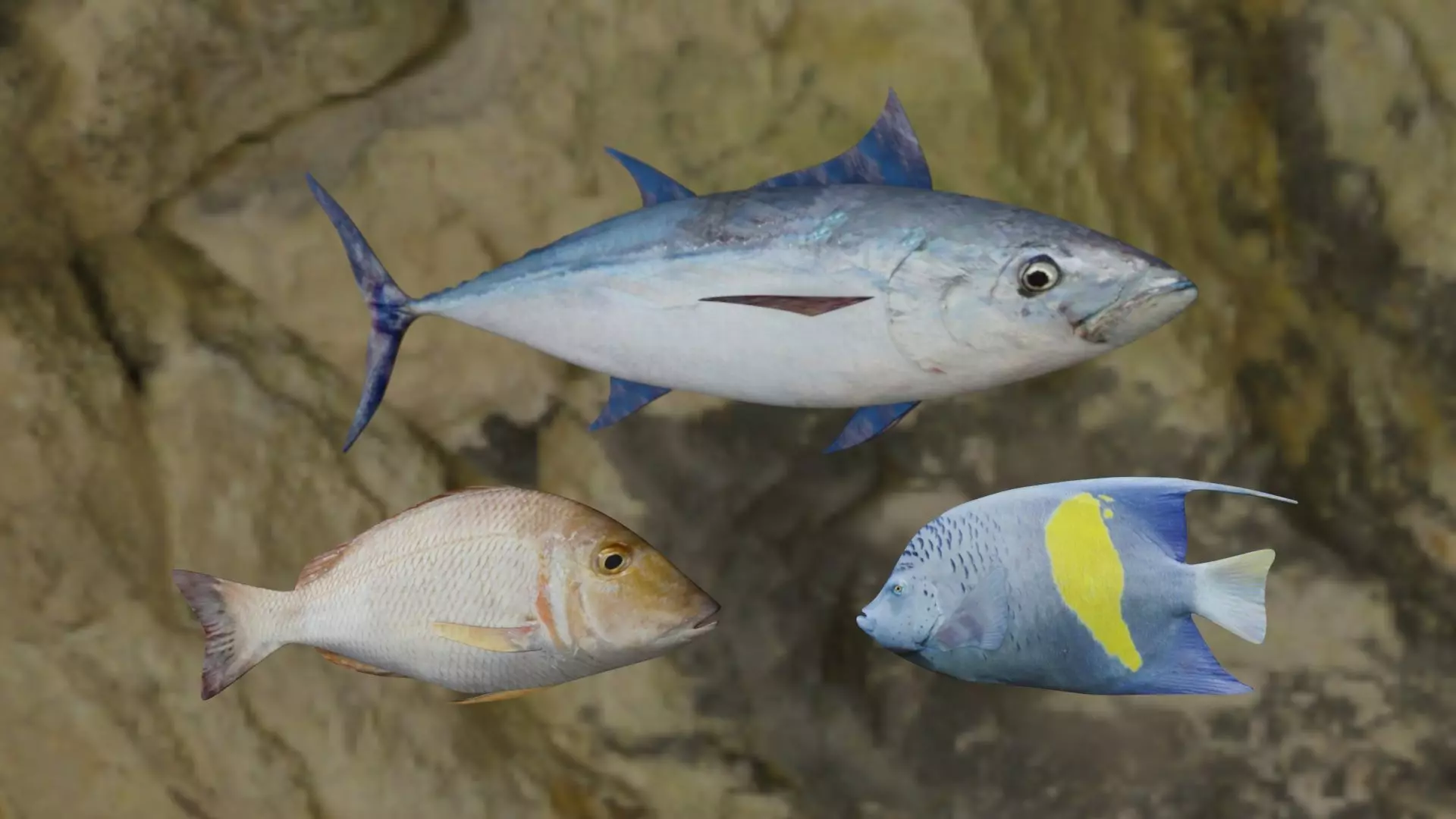 Fishes fish in virtual world 3D Model Collection_0