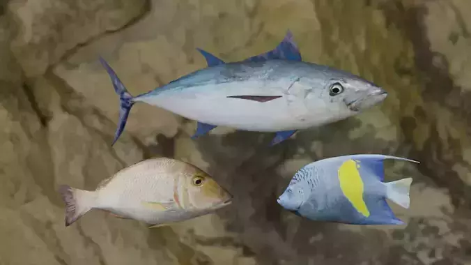 Fishes fish in virtual world 3D Model Collection