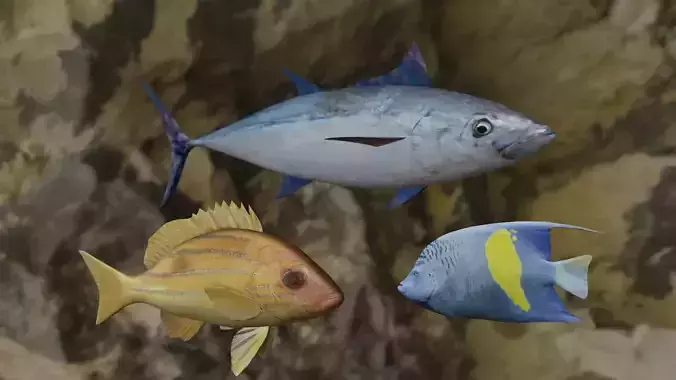 Fishes tuna fish in ocean 3D Model Collection