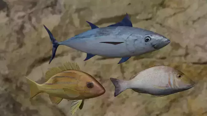 Fishes fish in virtual world 3D Model Collection