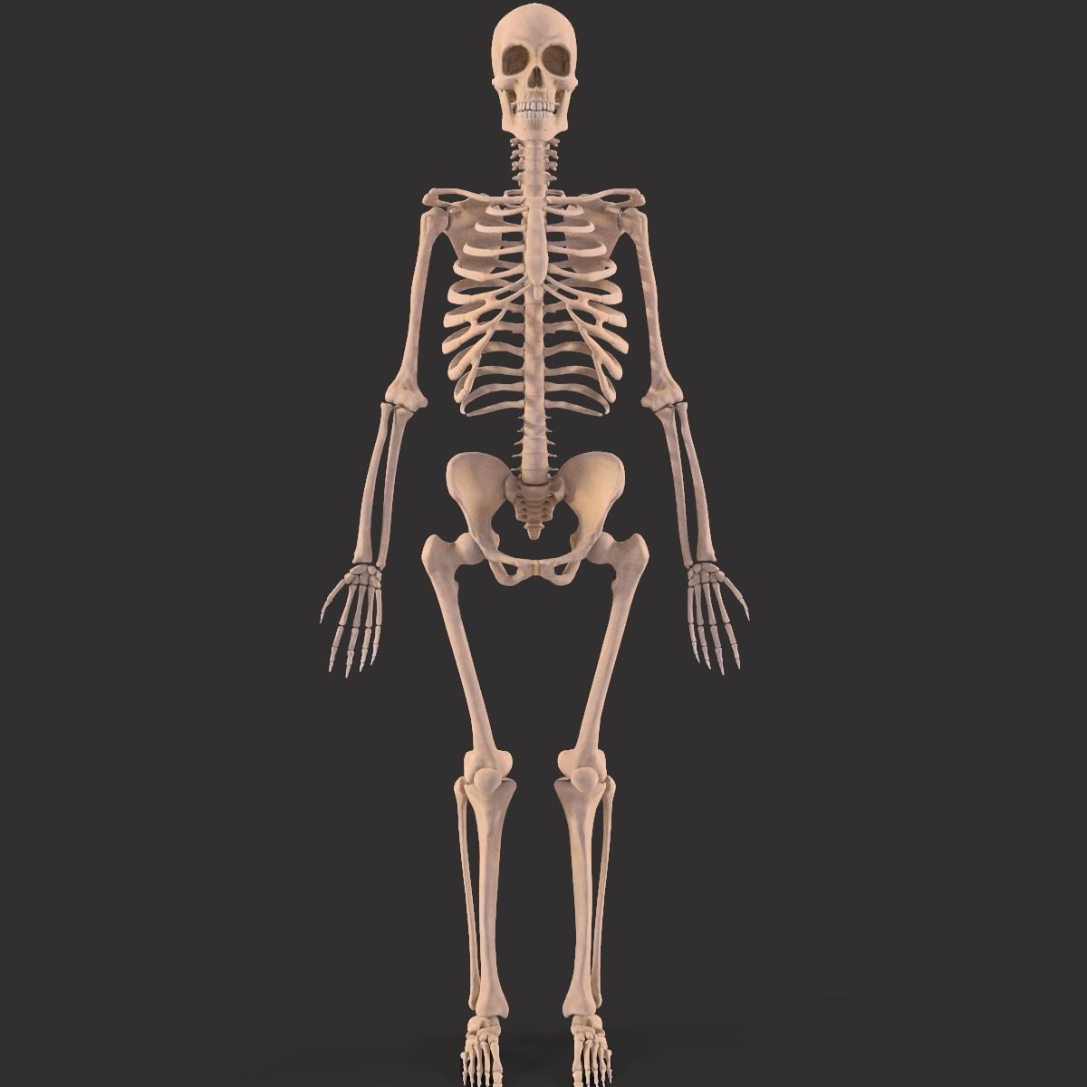 Human Skeleton  3D model_12