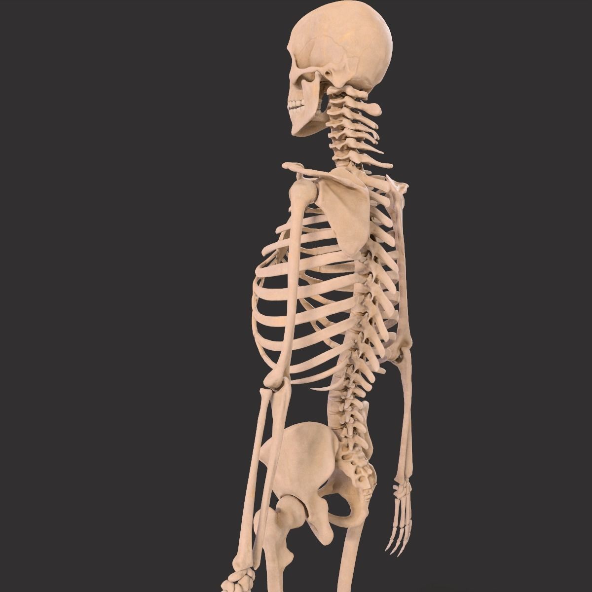Human Skeleton  3D model_15