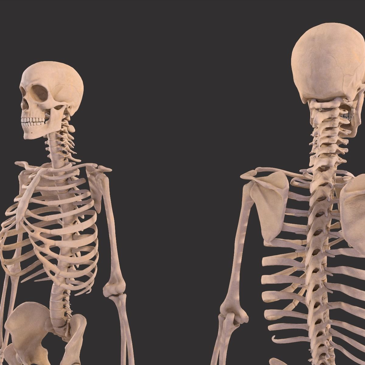 Human Skeleton  3D model_17