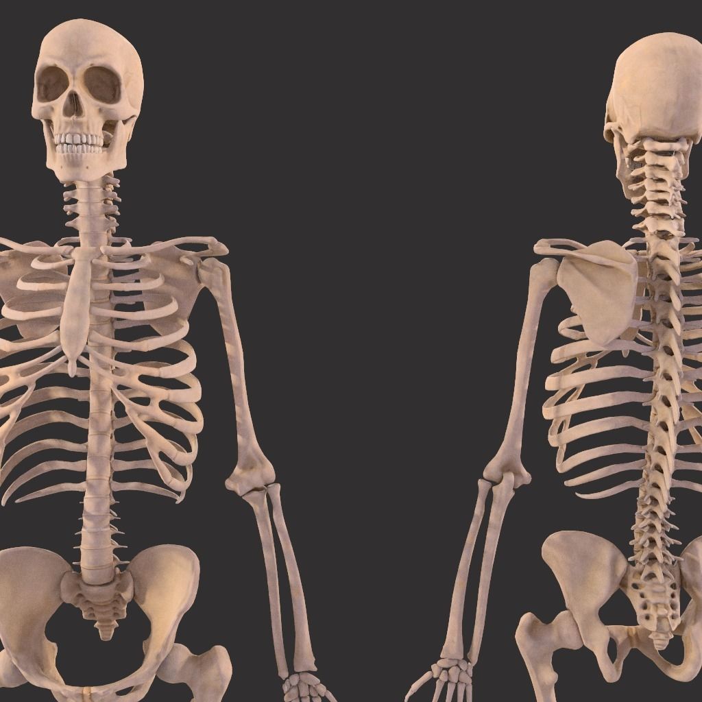 Human Skeleton  3D model_20