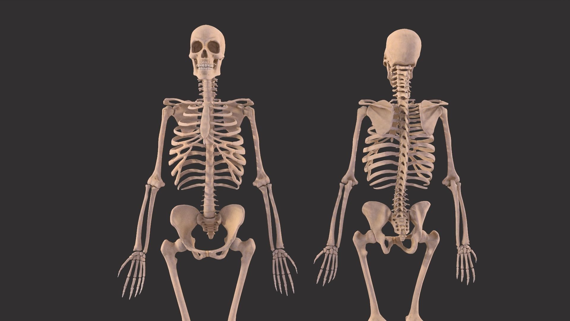 Human Skeleton  3D model_19
