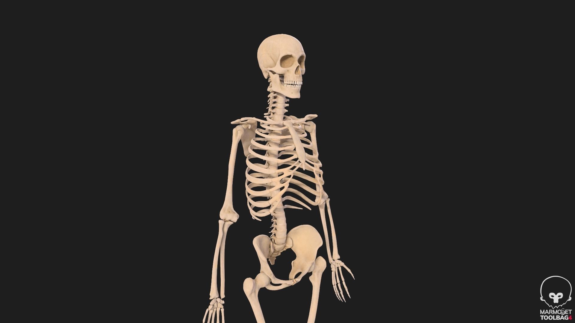 Human Skeleton  3D model_8