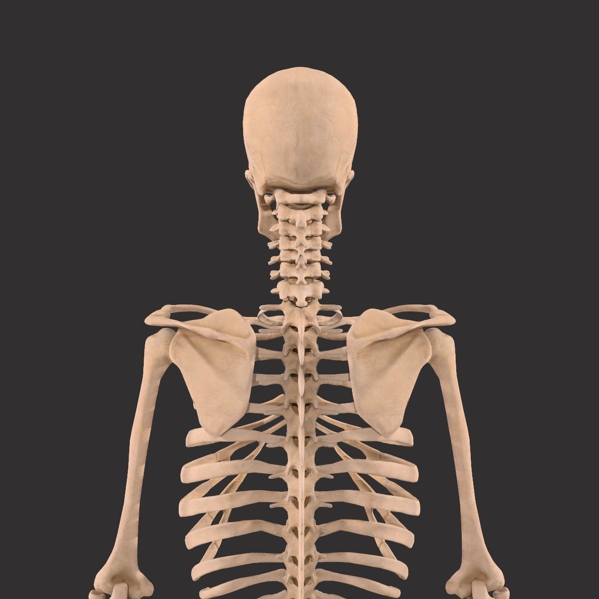 Human Skeleton  3D model_7