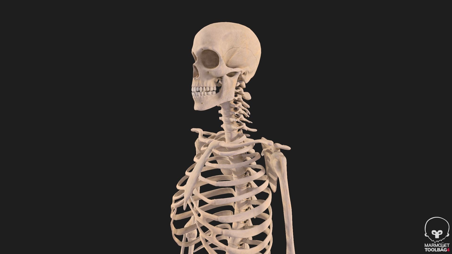 Human Skeleton  3D model_9