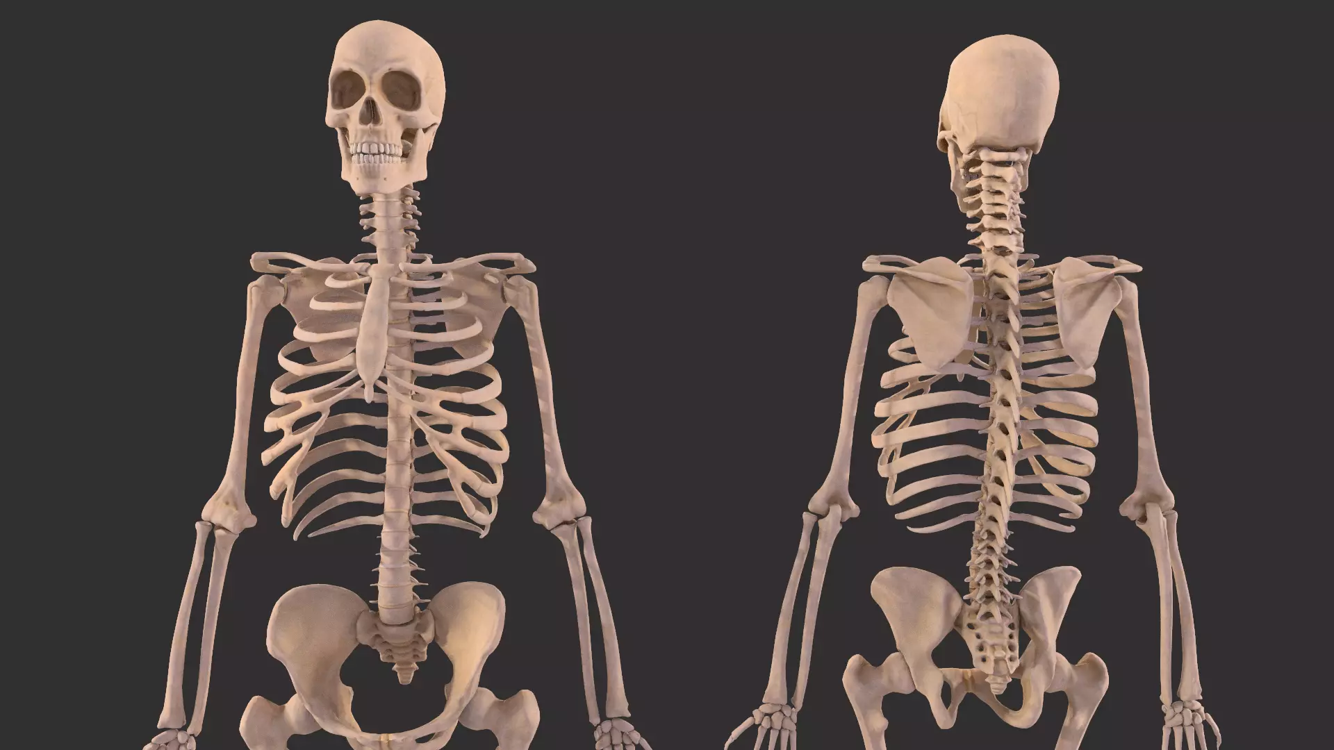 Human Skeleton  3D model_0