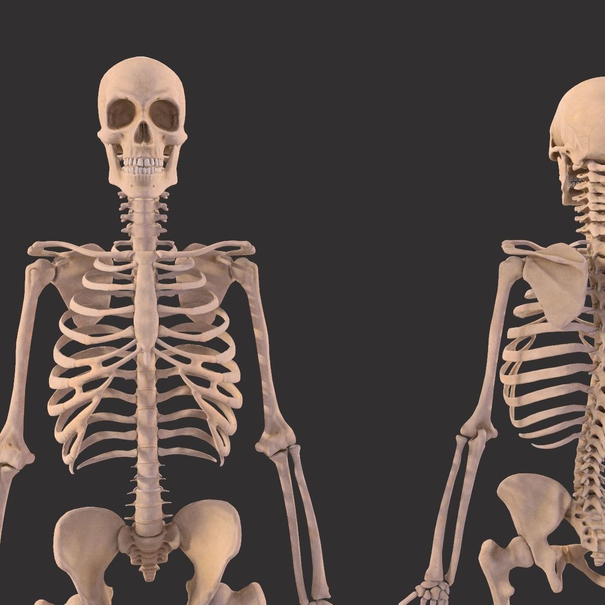 Human Skeleton  3D model_16