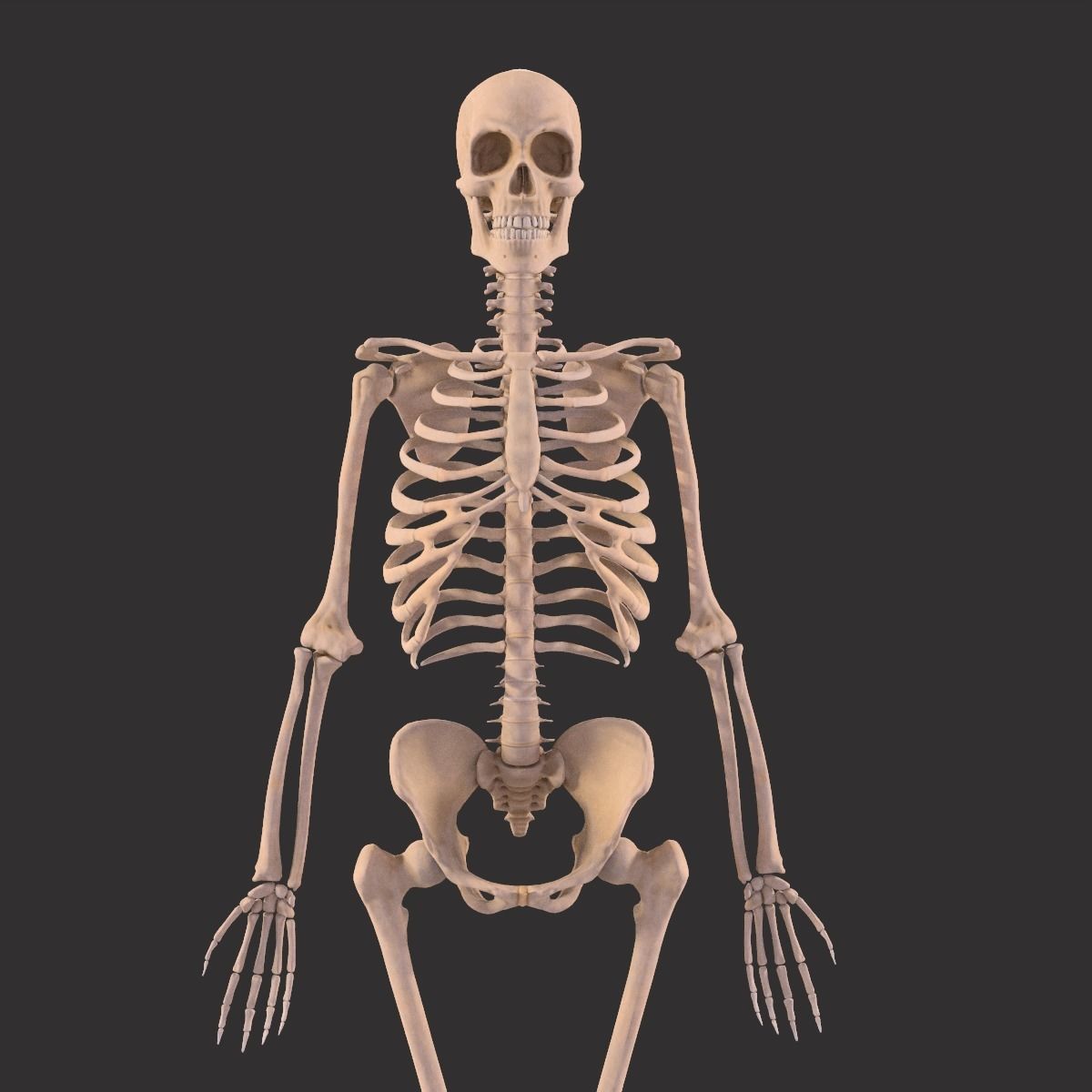 Human Skeleton  3D model_13