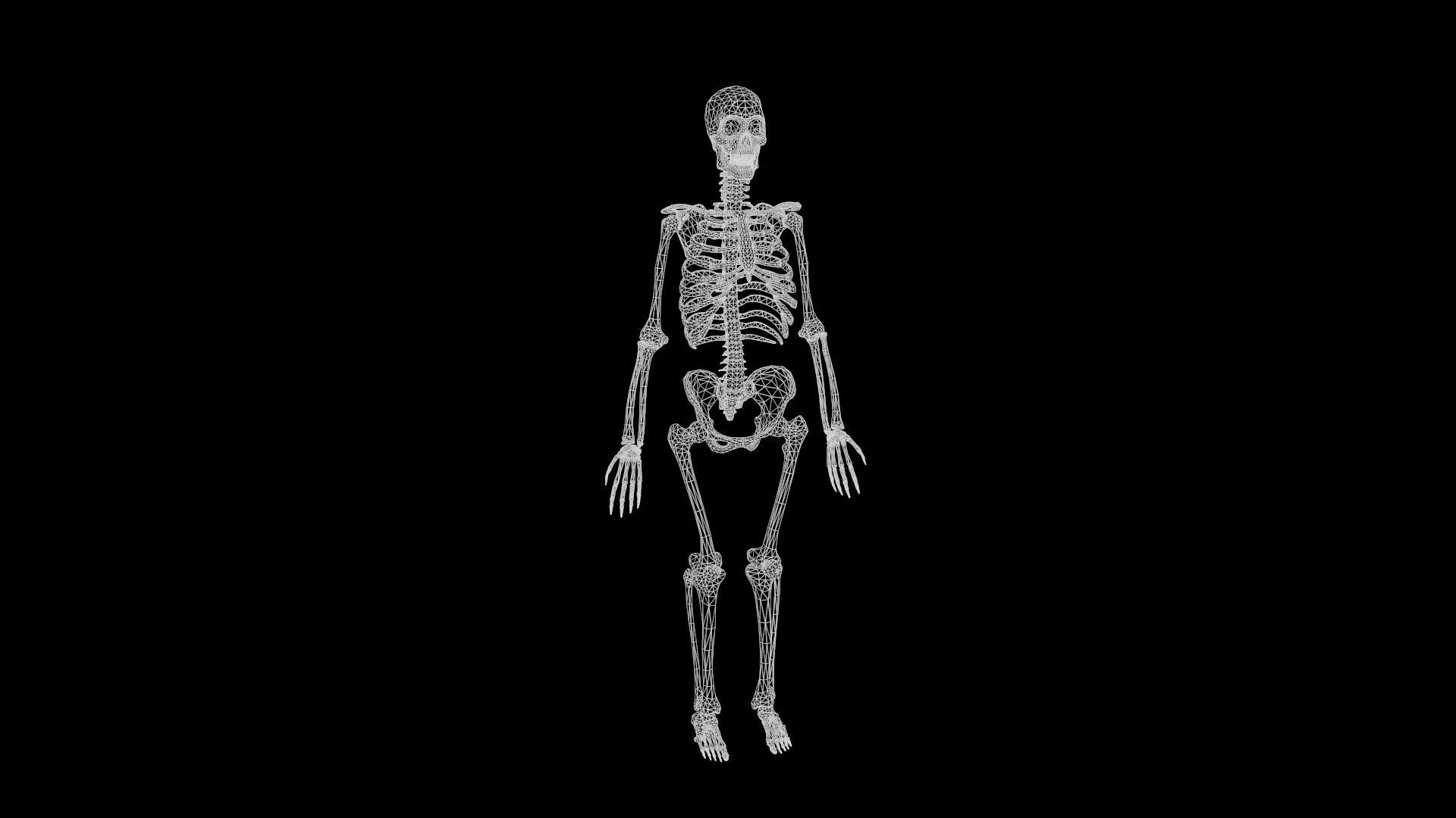 Human Skeleton  3D model_25