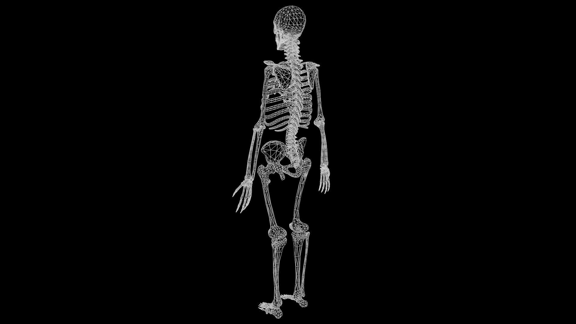 Human Skeleton  3D model_24