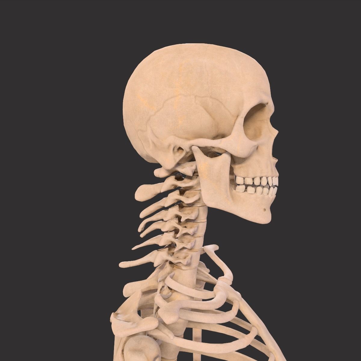 Human Skeleton  3D model_4