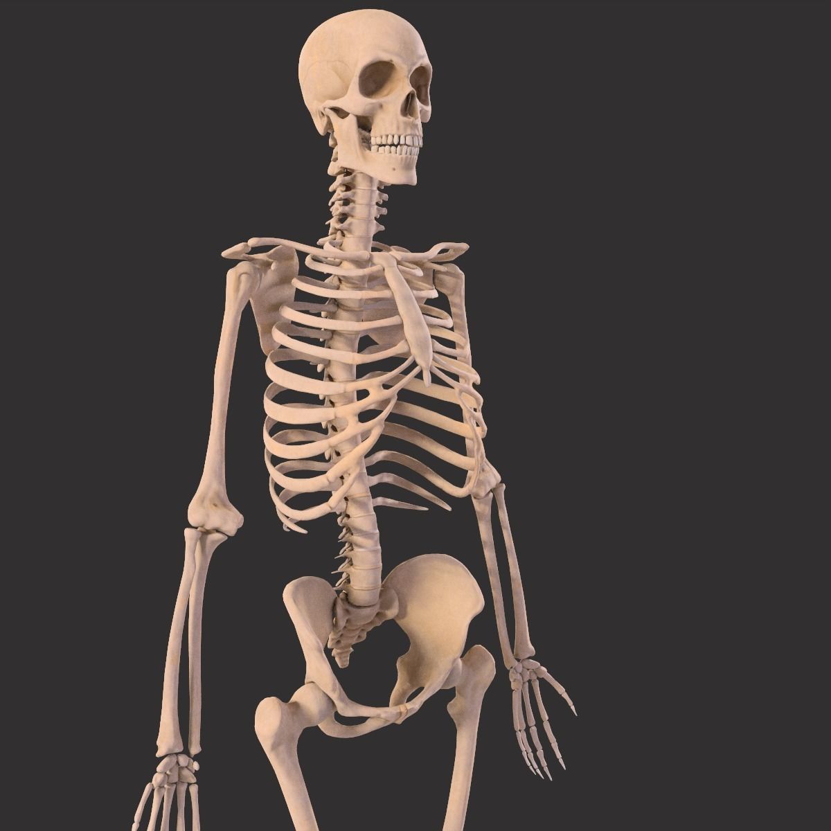 Human Skeleton  3D model_14