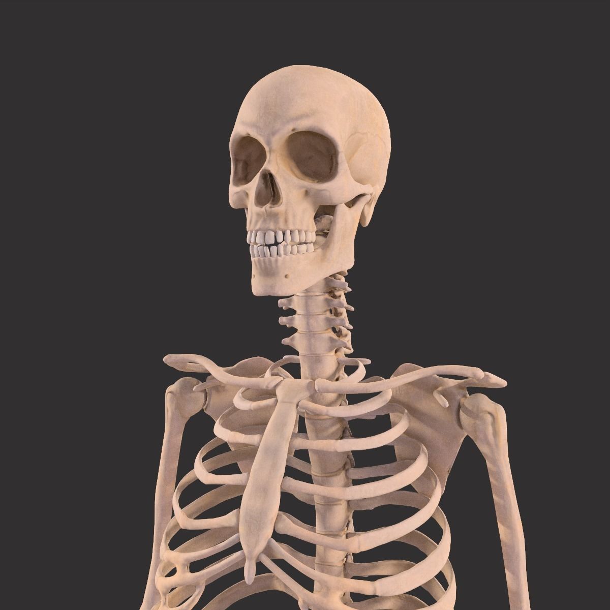 Human Skeleton  3D model_6