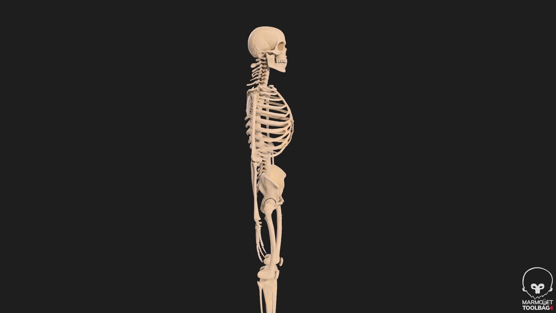 Human Skeleton  3D model_11