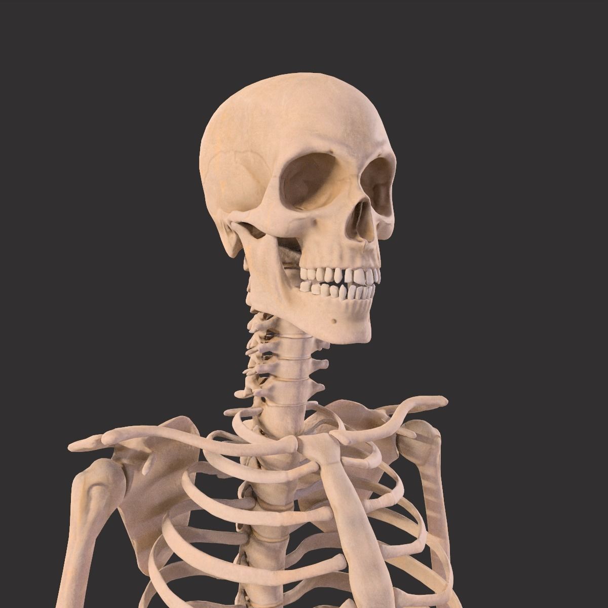 Human Skeleton  3D model_3