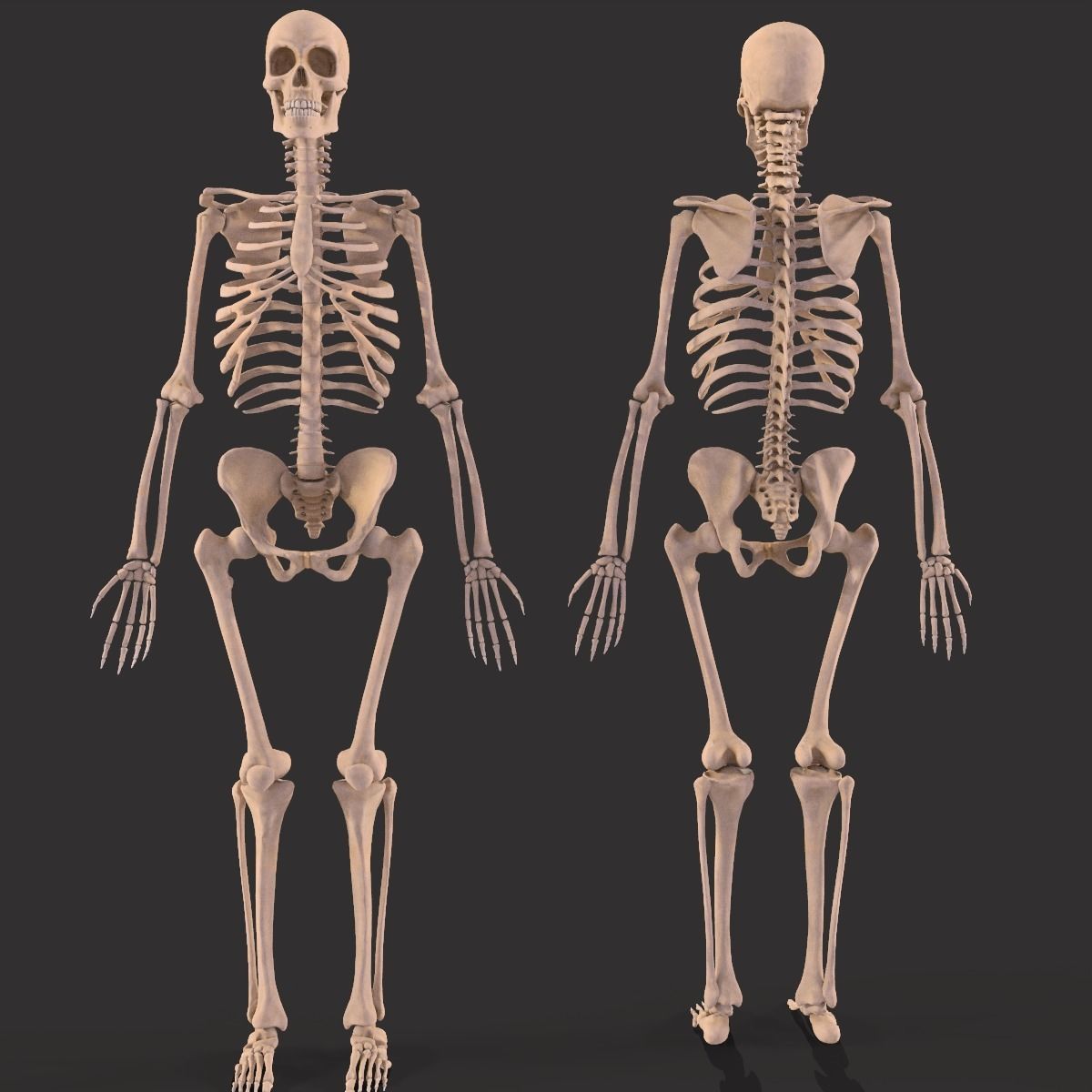 Human Skeleton  3D model_18