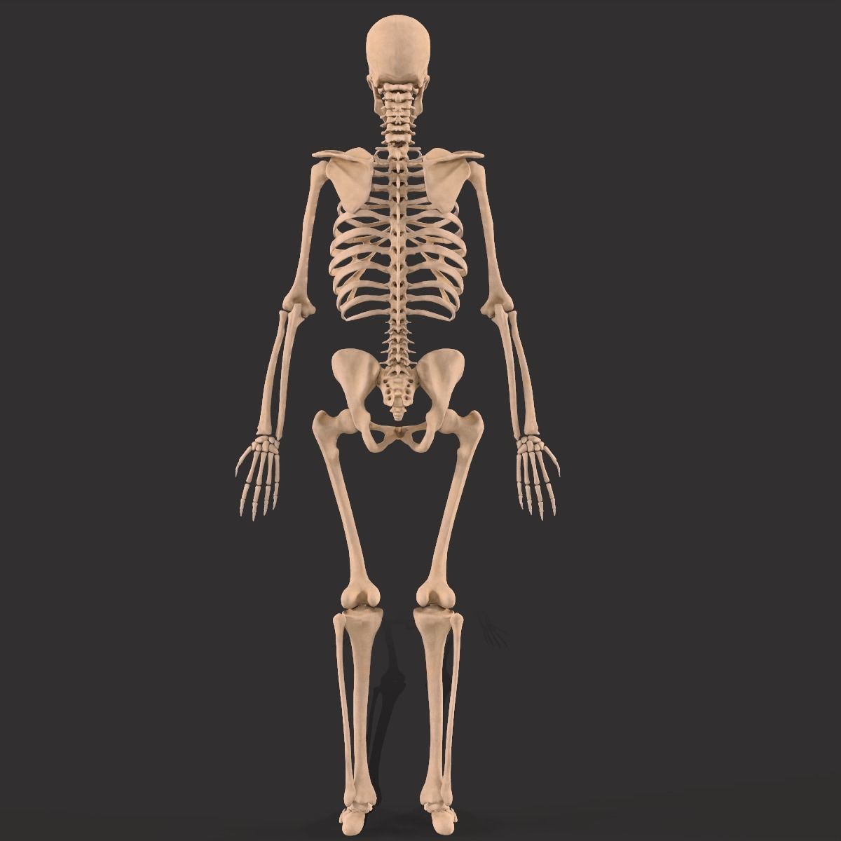 Human Skeleton  3D model_10
