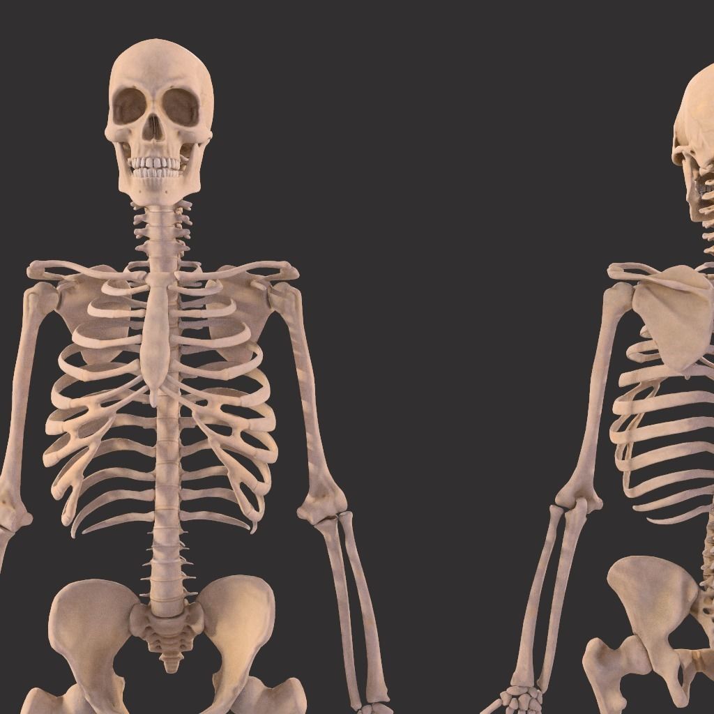 Human Skeleton  3D model_21