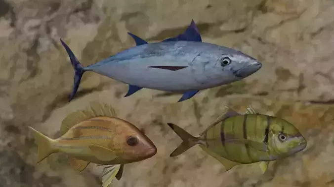 Fishes fish swimming in water 3D Model Collection