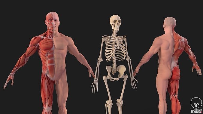 Human Anatomy Kit complete body Muscular System and Skeleton 3D model