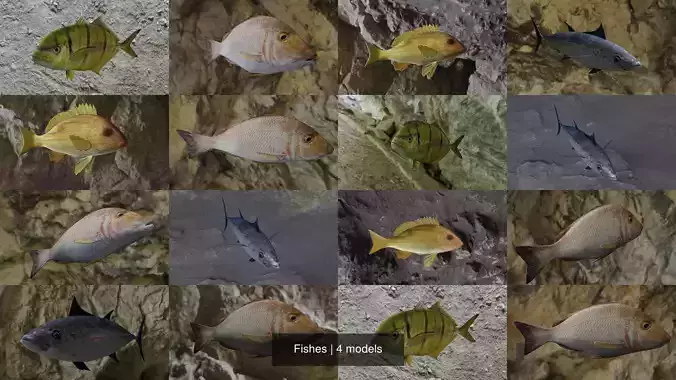 Fishes fish swimming in water