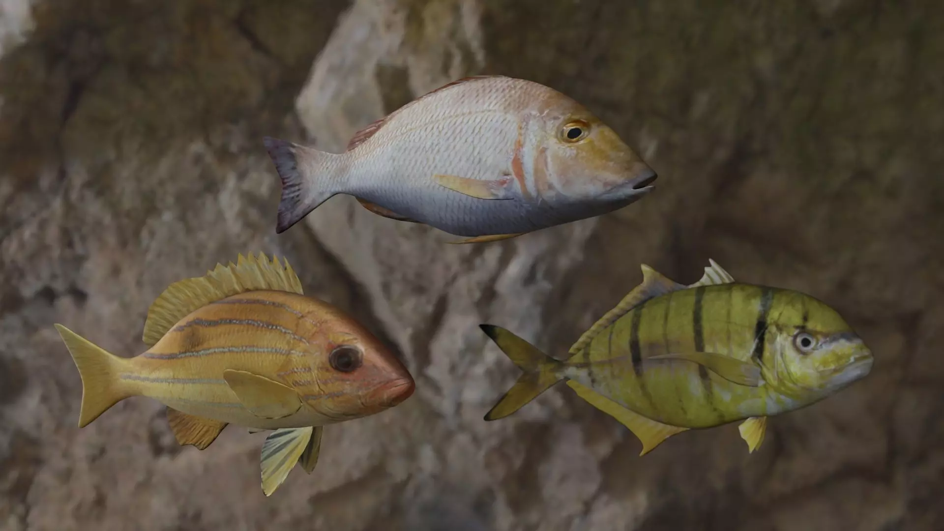 Fishes fish swimming in water 3D Model Collection_0