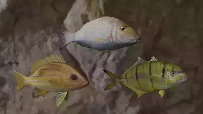 Fishes fish swimming in water 3D Model Collection Fishes fish swimming in water 3D Model Collection