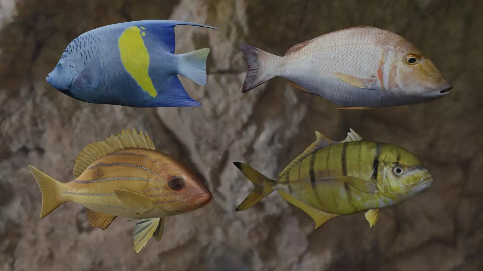 Fishes fish swimming in water 3D Model Collection_0