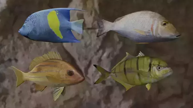 Fishes fish swimming in water 3D Model Collection Fishes fish swimming in water 3D Model Collection