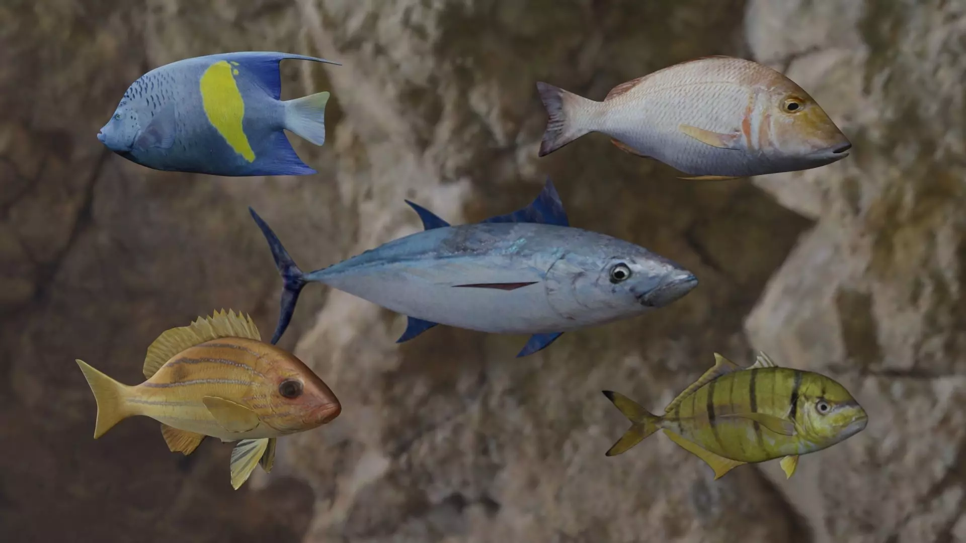 Five fishes 3D Model Pack