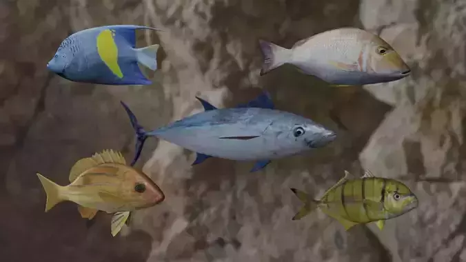 Five fishes 3D Model Collection
