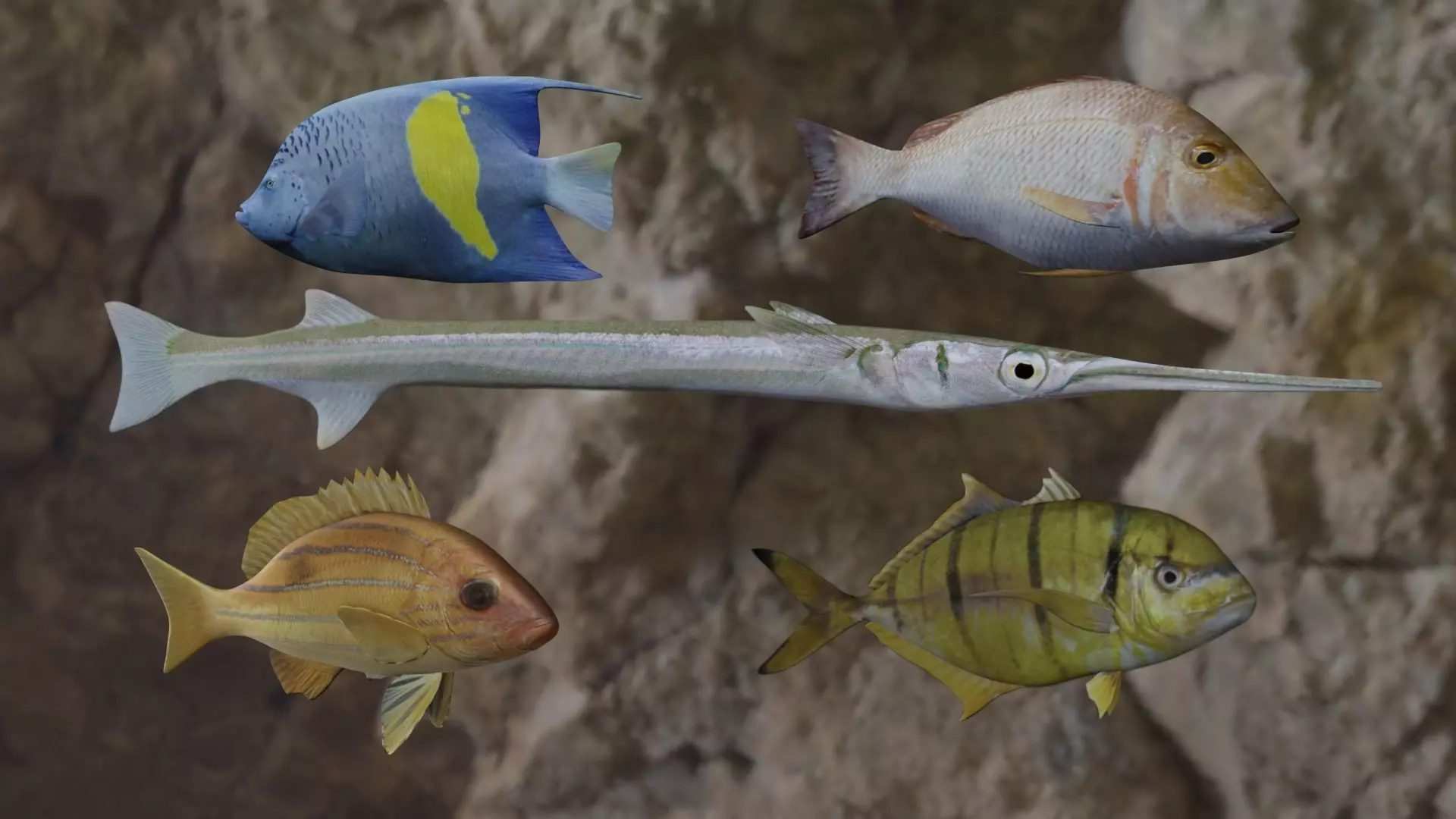 Five fishes 3D Model Pack