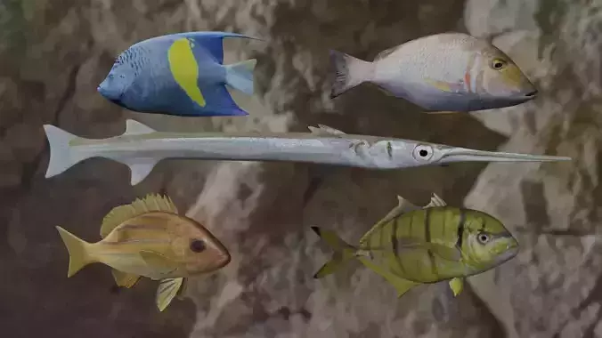 Five fishes 3D Model Collection