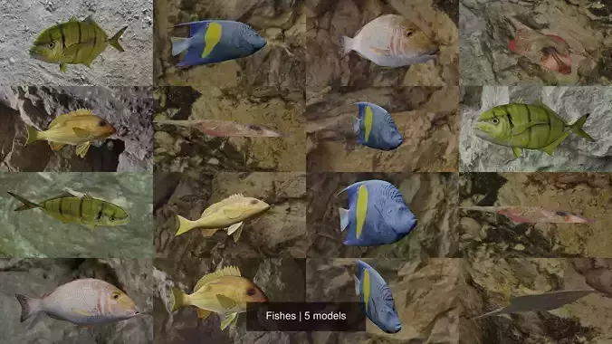 Fishes fish swimming in water