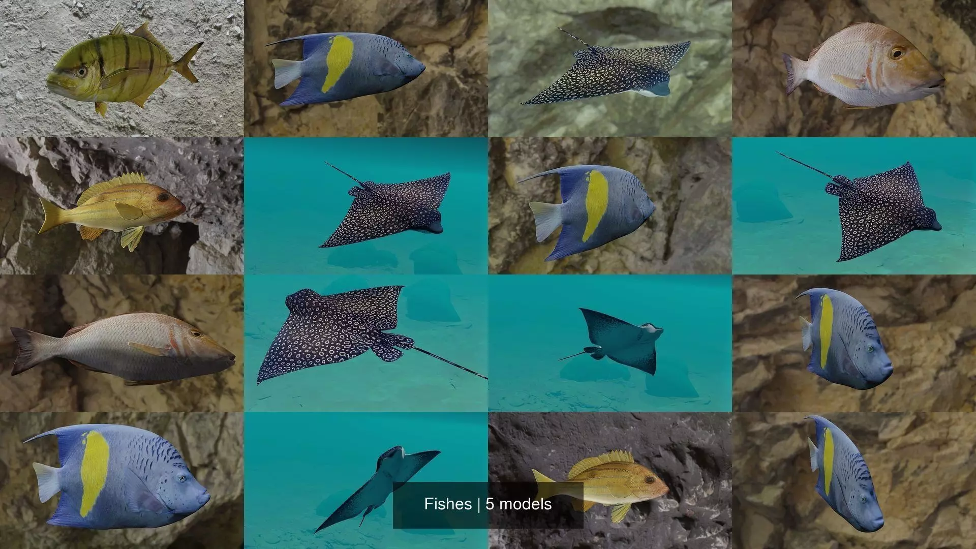 Fishes fish swimming in water 3D Model Collection_2