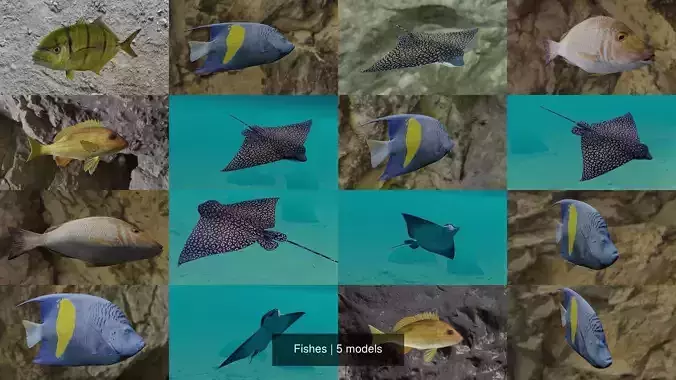 Fishes fish swimming in water