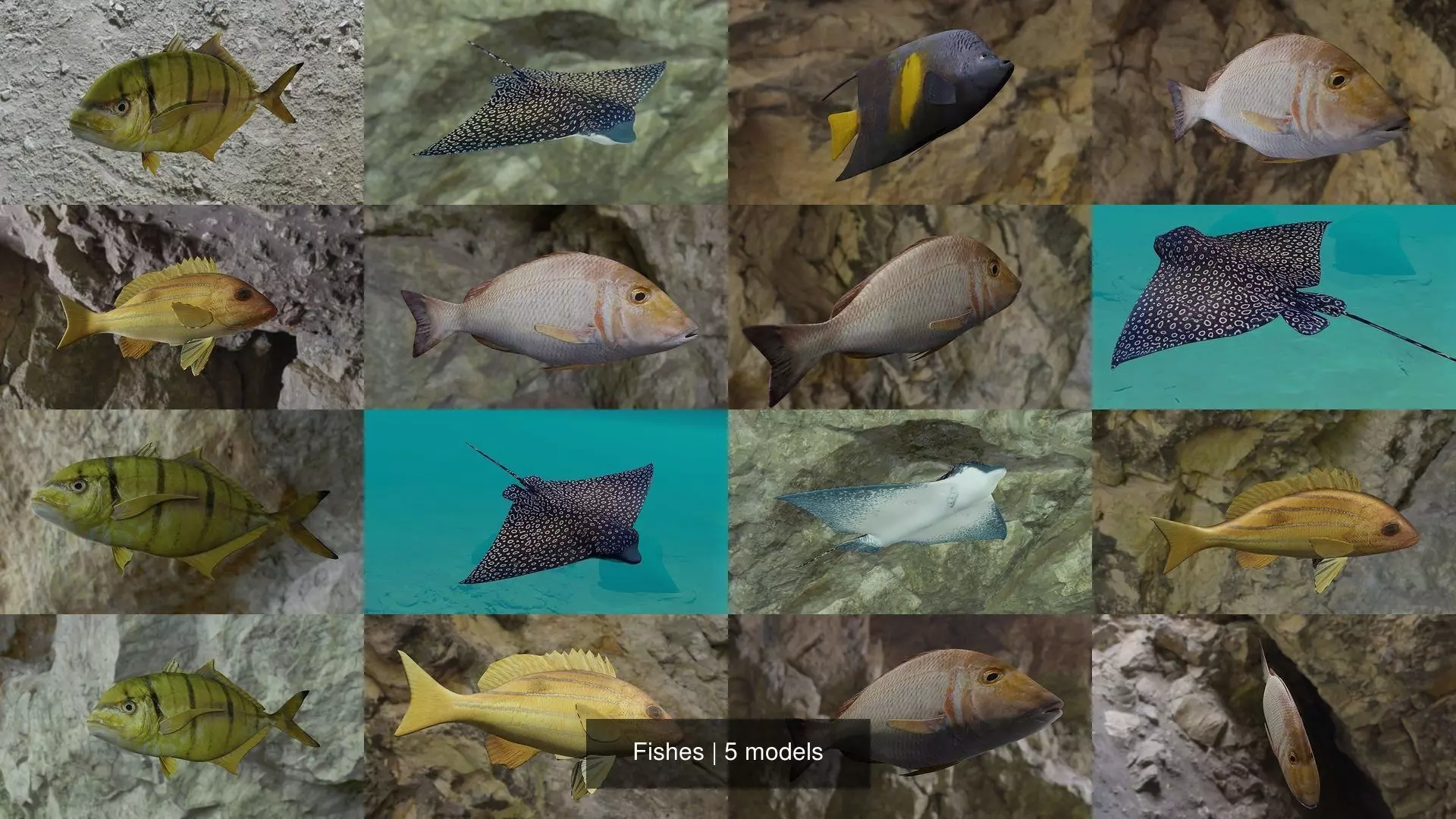 Fishes fish swimming in water 3D Model Collection_2