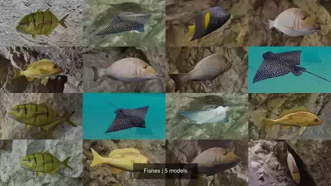 Fishes fish swimming in water