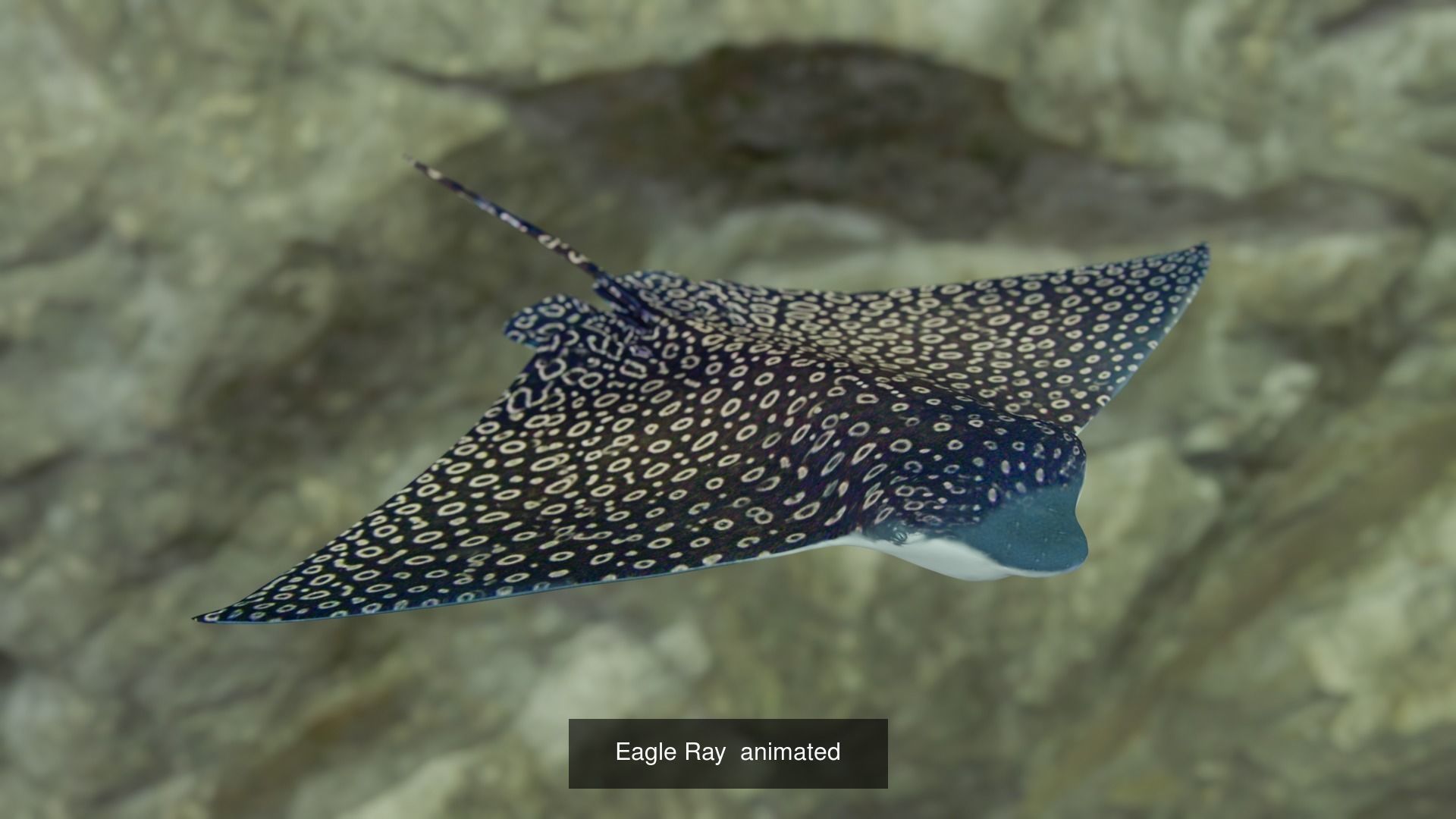 Fishes fish swimming in water 3D Model Collection_4