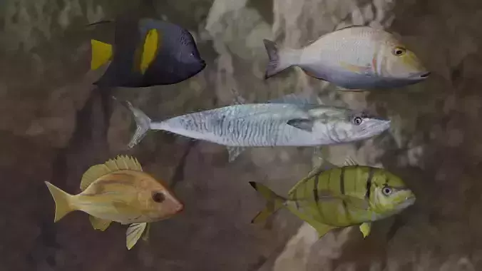 Fishes fish swimming in water 3D Model Collection