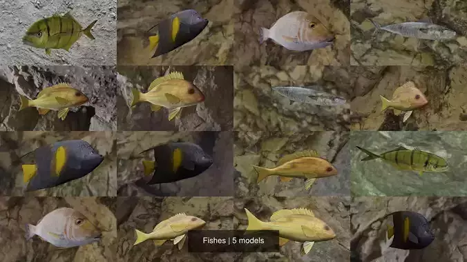 Fishes fish swimming in water