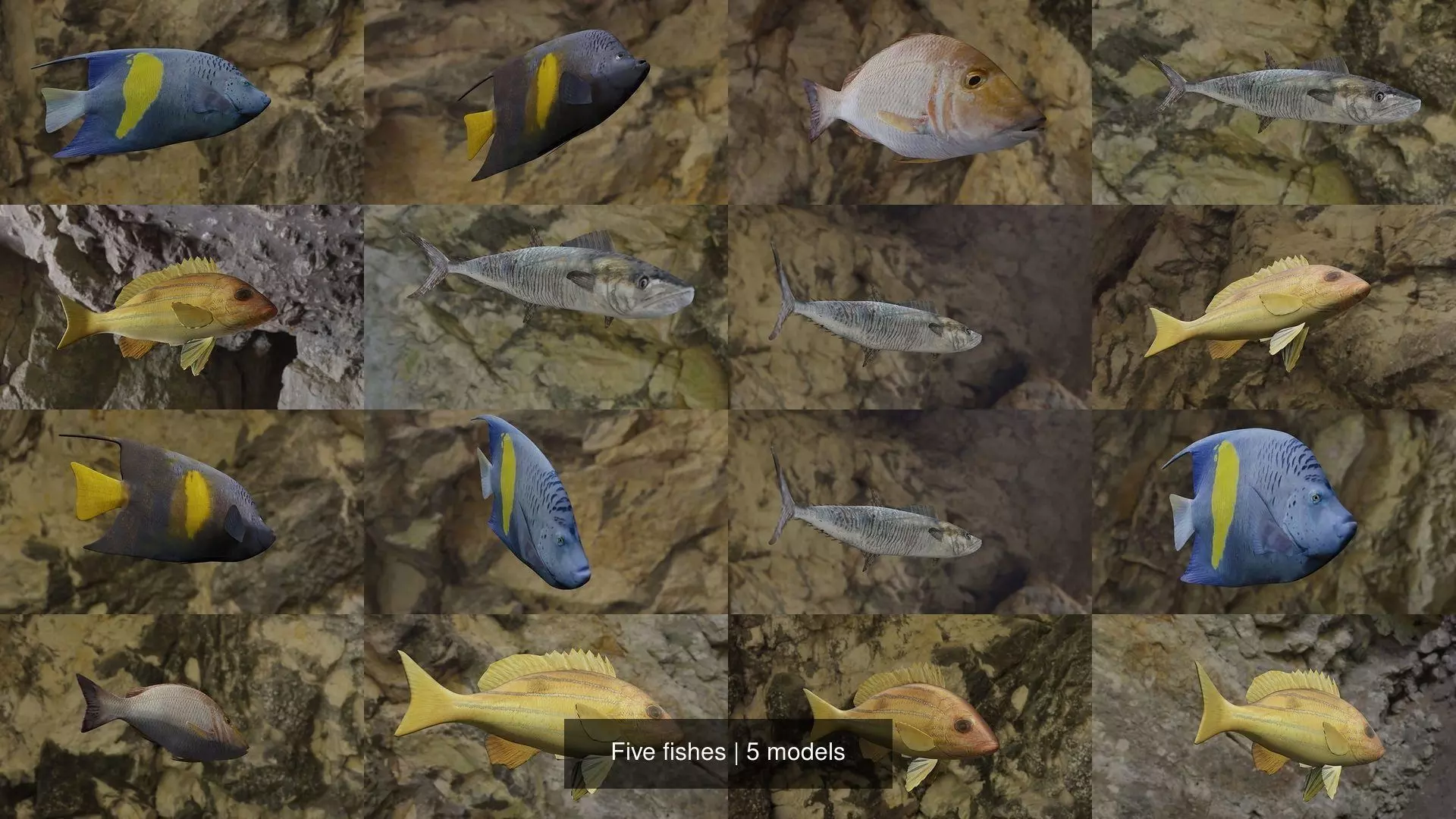 Five fishes 3D Model Collection_1
