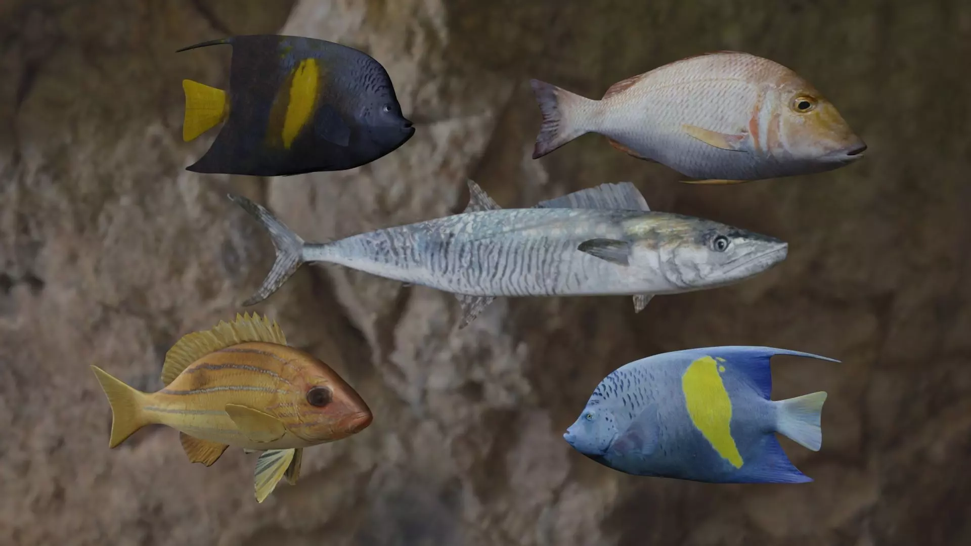 Five fishes 3D Model Collection_0