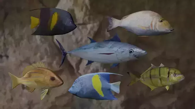 Six Fish 3D Model Collection