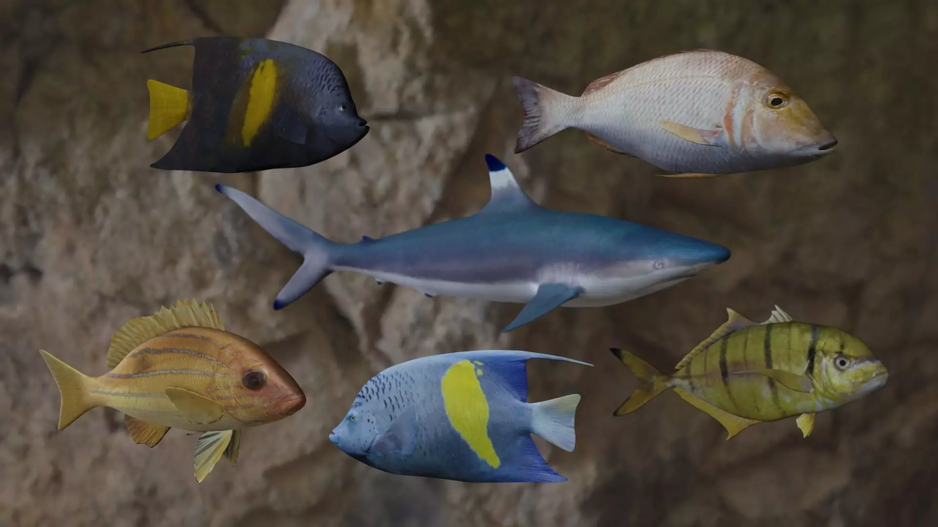 Six Fishes 3D Model Collection_0