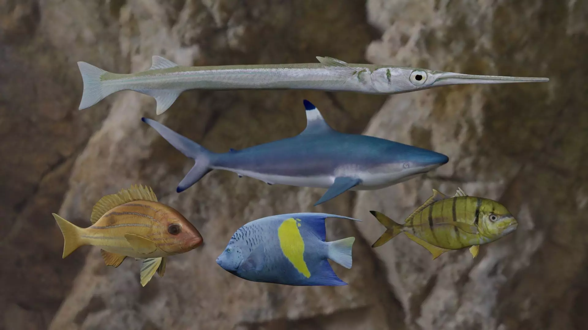 Five Fishes 3D Model Collection_0